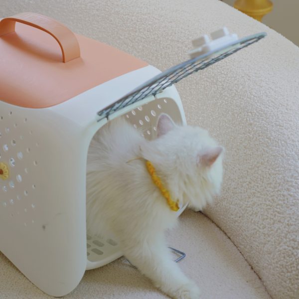 (2025/10/02-11/02)世界動物日～毛孩的幸福時光